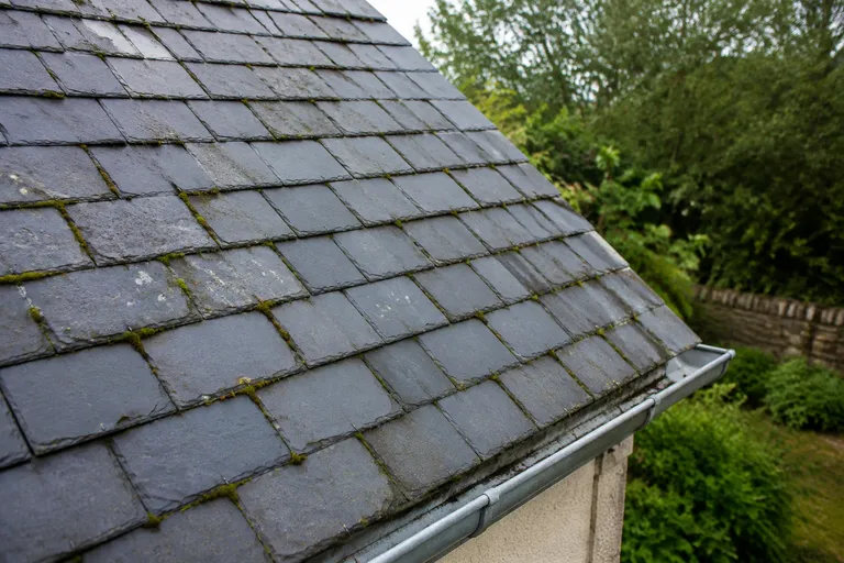 Mousses et lichens sur une toiture en ardoise